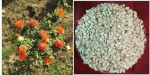 American Saffron Seed