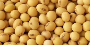 Soybean