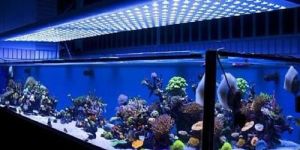 Aquarium Light