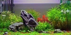 Aquarium Live Plant