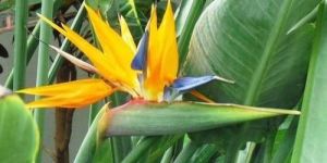 Bird of Paradise Flower
