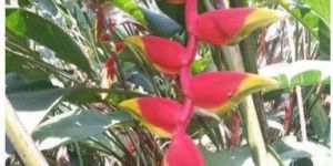 Hanging Heliconia Flower