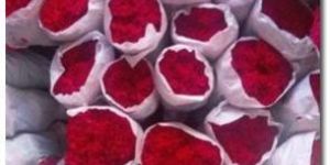 Red Carnation Flower