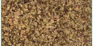 Merry Gold Granite