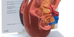 Fiber Glass Human Kidney Model