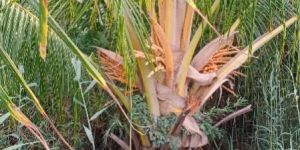 Coconut Plant