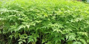 Miliya Dibhiya Plant