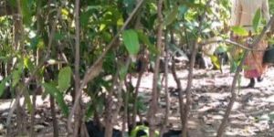 Seedling Mango Plant