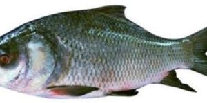 Live Catla Fish