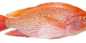 Live Red Tilapia Fish