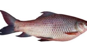 Rohu Fish