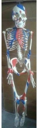 Human Skeleton