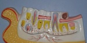 Human Teeth Model Fiber