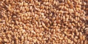 Wheat