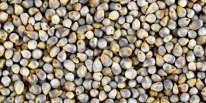 Pearl Millet