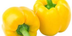Fresh Yellow Capsicum