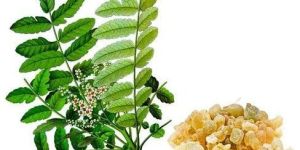 Boswella Serrata Extract