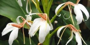 Kapur Kachri Extract