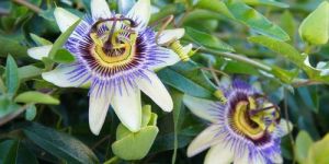 Passion Flower Extract