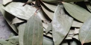 Bay Leaf