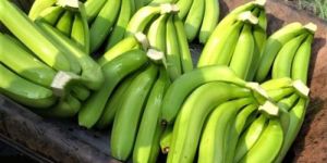 Fresh Cavendish Banana
