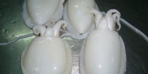 Frozen Cuttlefish