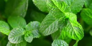 Fresh Mint Leaves