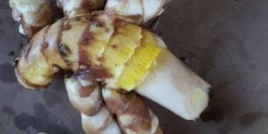 Fresh White Turmeric