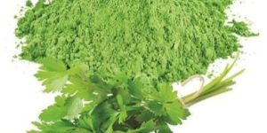 Dehydrated Coriander Leaf Powder