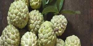 Golden Custard Apple