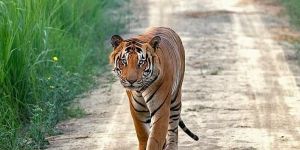 Dudhwa National Park Tour Packages