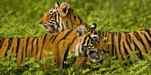 Ranthambore National Park Tour Packages