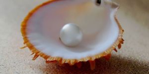Sea Pearls
