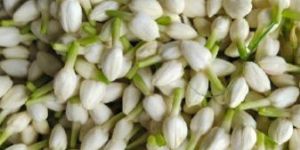 Jasmine Flower