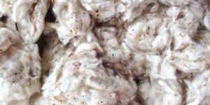 Cotton Lickerin Waste