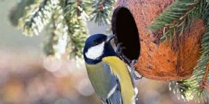 Coconut Shell Bird Feeder