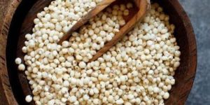 White Sorghum Seeds