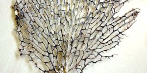 100% natural indrajaal dry plant