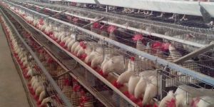 Poultry Chicken Cage