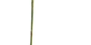 Bird of Paradise Flower