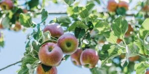 Adopt Apple Tree