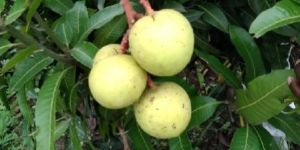 Royal Special Mango Plants