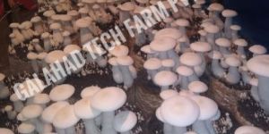 Fresh Milky Mushrooms