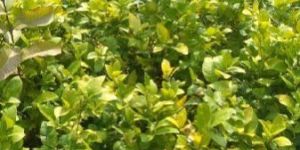 Kalmi Sharbati Lemon