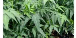 Neem Plant