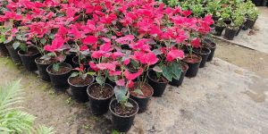 Poinsettia Flower Plant