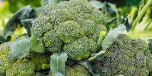 Fresh Broccoli