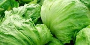 Fresh Lettuce Iceberg
