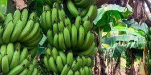 Green Banana