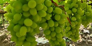 Green Grapes